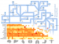 Metabolic.png