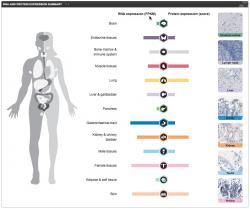 RNA and Prot Expr Overview.jpg