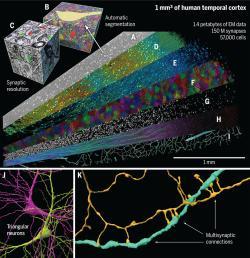 science.adk4858-fa.jpg